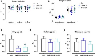 Dietary cinnamaldehyde with carvacrol or thymol improves the egg quality and intestinal health independent of gut microbiota in post-peak laying hens